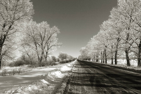 白雪覆盖的冬季道路。 雪覆盖道路一侧霜雪中的树木。 在寒冷阳光明媚的冬日，明亮的雪景