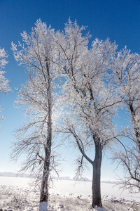 白雪覆盖的冬季道路。 雪覆盖道路一侧霜雪中的树木。 在寒冷阳光明媚的冬日，明亮的雪景