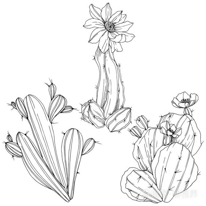 向量仙人掌花植物花。黑白雕刻水墨艺术。孤立的仙人掌插图元素