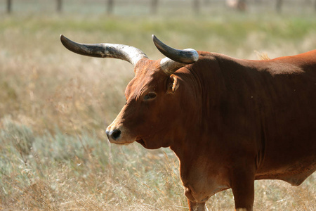 大休息野牛图片-大休息野牛素材-大休息野牛插画-摄图新视界