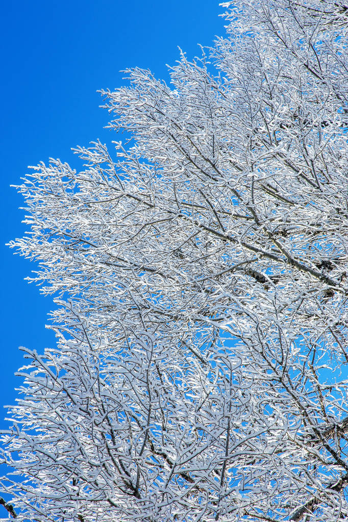 最美的雪景树图片图片