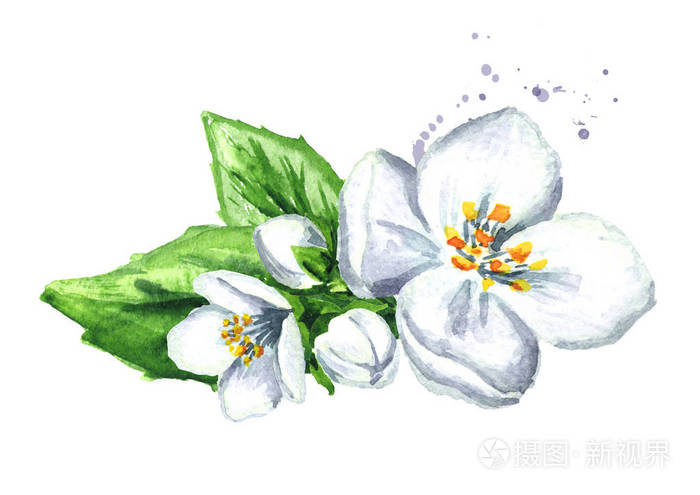 白色茉莉花水彩画手绘插图分离白色背景