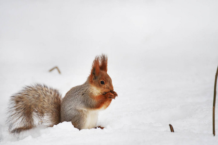 松鼠在雪地里吃坚果。 冬天的自然。