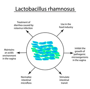 乳酸菌的有用特性。很白痴。鼠李糖乳杆菌。信息图表。孤立背景矢量图