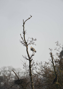 灰鹭野鸟在冬季裸树筑巢