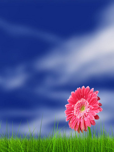 概念或概念绿色清新的夏天或春天的草地和蓝色天空背景上的一朵花