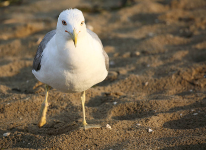 沙滩上有白色和灰色羽毛的海鸥