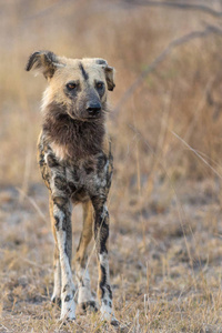 单一的非洲野狗狩猎图片