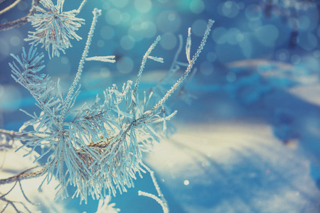 松枝覆盖着霜冻。自然冬季背景。冬天的自然。白雪森林圣诞背景