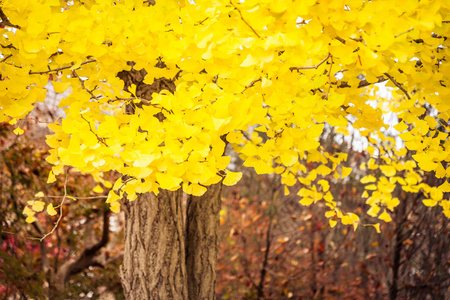 秋天美丽的金科叶树