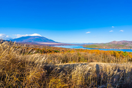 日本秋季稻子或山坂湖富士山的美丽景观