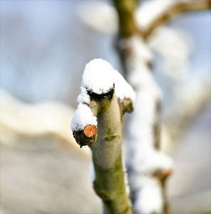 修剪的苹果麸皮在雪地下的图像