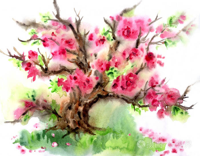 樱花盛开的树春天的山水水彩画