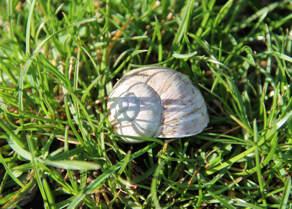 绿草中罗马蜗牛空壳的近照