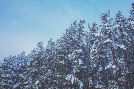 冬天的松林覆盖着蓝天上的雪