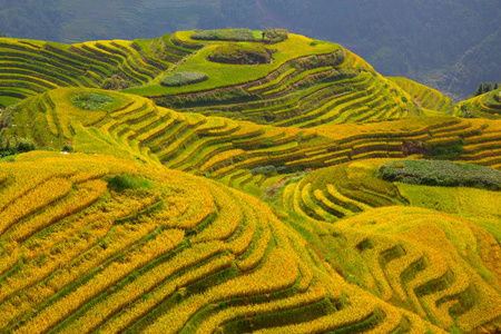 s Backbone also known as Longji Rice Terraces are located in Lo