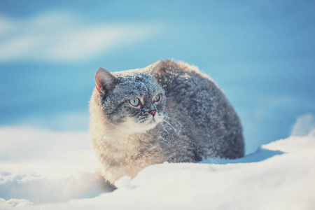 可爱的暹罗猫在冬天的大雪中走在户外