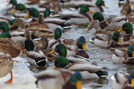 一大群鸭子在结冰的湖里游泳. 选择性聚焦.照片