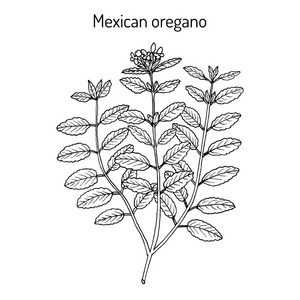牛至草高键图片-牛至草高键素材-牛至草高键插画-摄图新视界