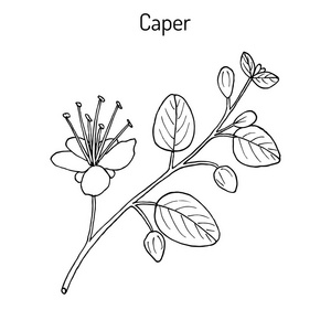 刺五加图片大全