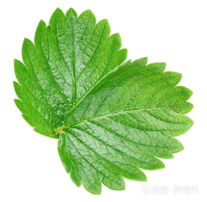 草莓叶上白色隔离