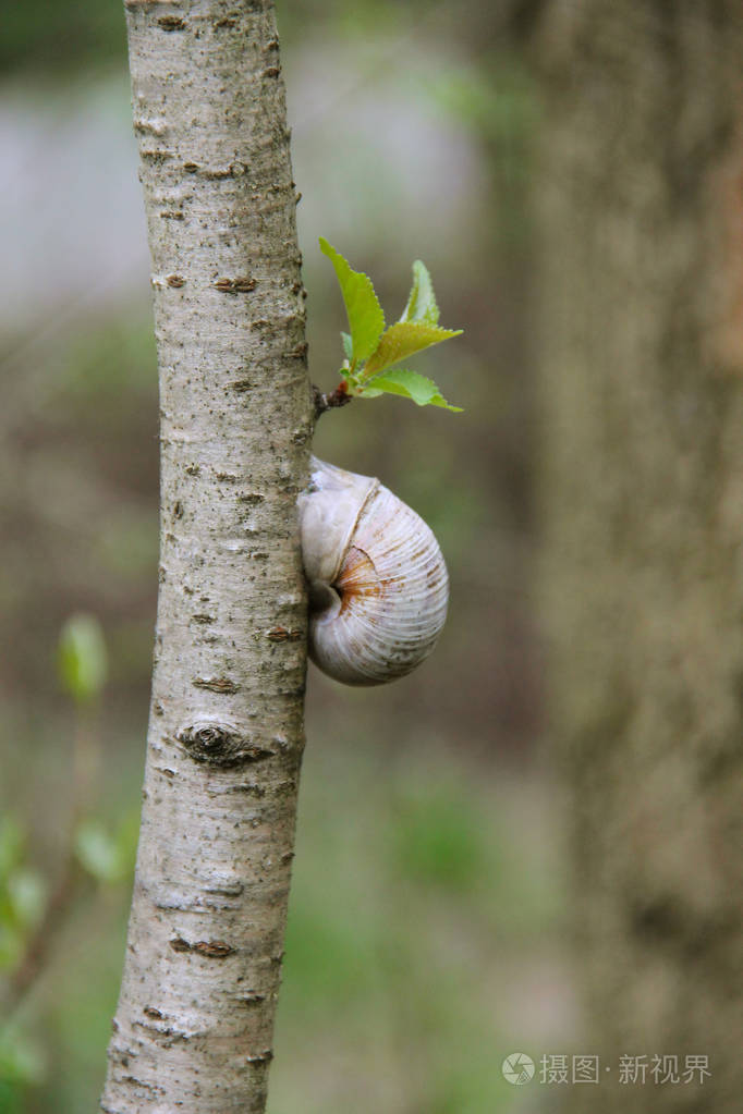 树干上可食用的蜗牛