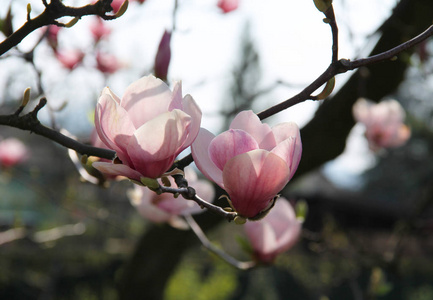 盛开着粉红色花朵的玉兰树枝