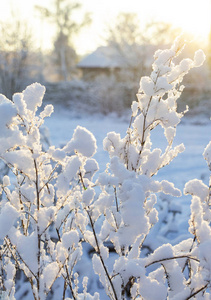 迎着夕阳，雪中的树枝。