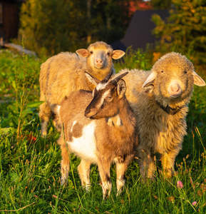 山地村牧场的羔羊和山羊