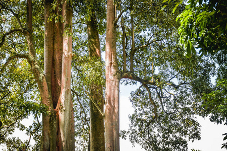 印度尼西亚SigiBiromaru分区的PanikiPombewe河边缘的大树，长着高茎厚叶和数百年历史
