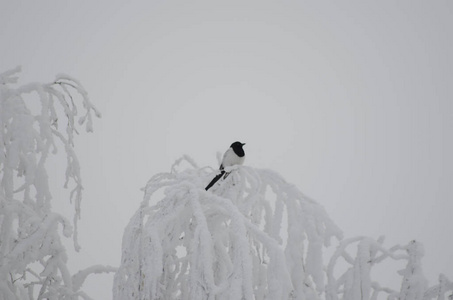 海霜中桦树枝上的喜鹊