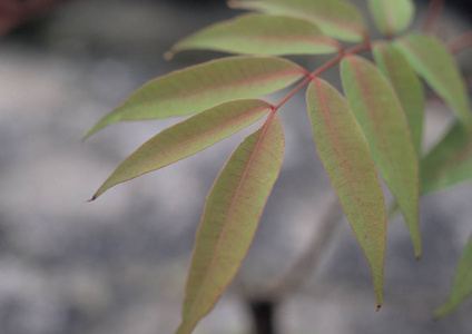 树叶背景的细节