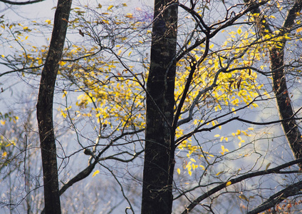 秋天森林树木的近景图片