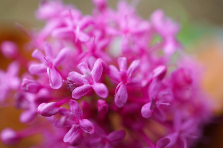 花园里美丽的粉红色花朵在大自然中生长