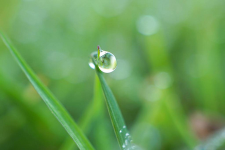 雨滴在花园里的绿草上