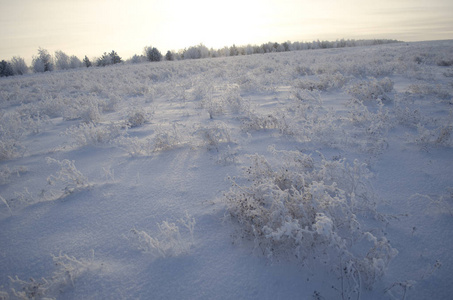 冬天雪中的草