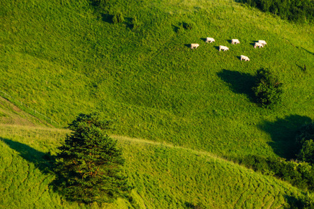 斯洛伐克山区放牧的牛