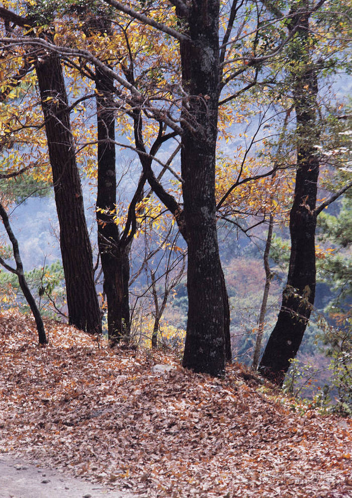 秋天森林中树木的风景