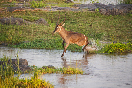 一系列照片，描绘了一个雄性WaterbuckKobus，省略号在南非克鲁格国家公园穿越奥利芬特河。