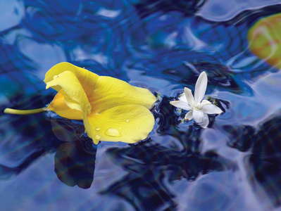 漂浮在水面上的一朵黄油花的高角度视图照片