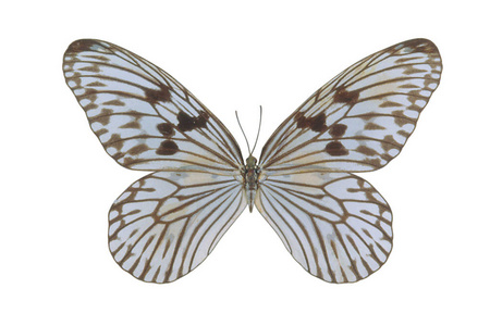 白色背景的灰色彩色蝴蝶