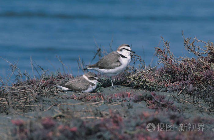 自然栖息地的野生鸟类