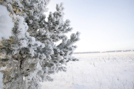 树上的霜冻，寒冷的冬天的早晨