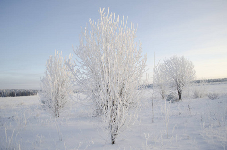 树上的霜冻，寒冷的冬天的早晨
