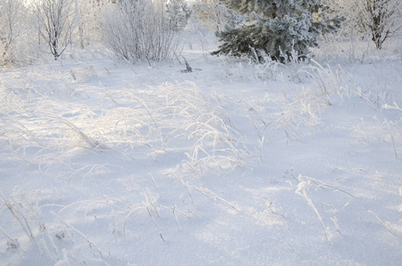 冬天雪中的草和树