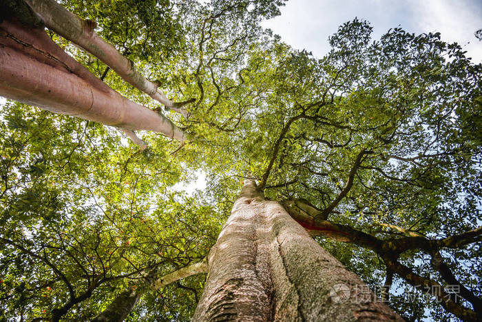 印度尼西亚sigibiromaru区panikipombewe河边的大树茎高叶厚树龄数
