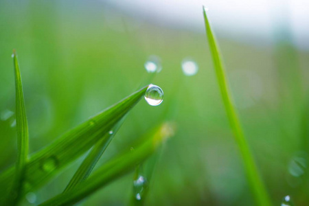 雨滴在花园里的绿草上