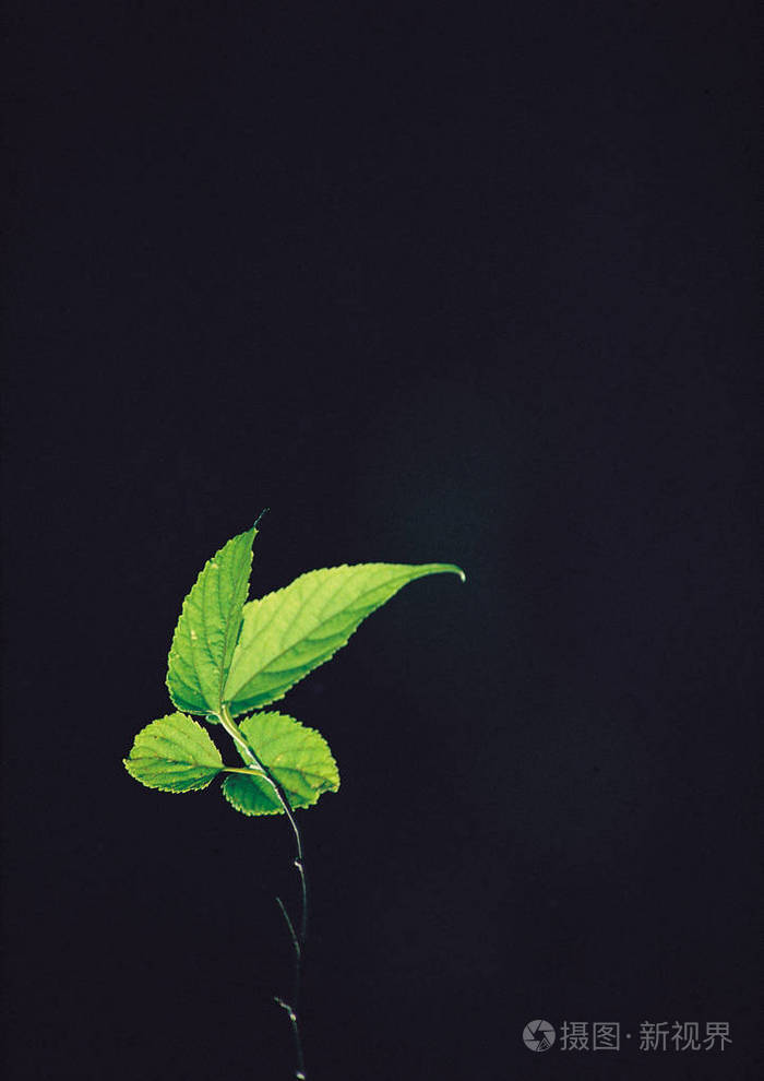 树叶背景的细节