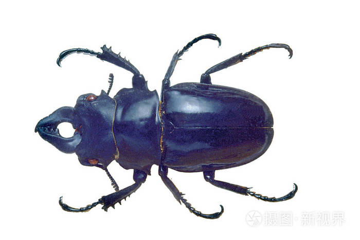 在白色背景上隔离的深蓝色bug特写