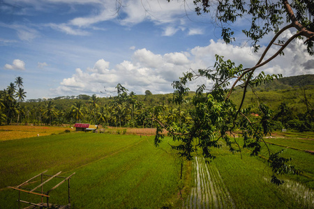 印度尼西亚Sigi地区PombeweBiromaru村肥沃的稻田，周围是青山和蓝天
